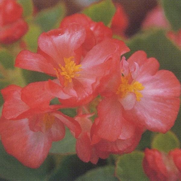 Ԃ̎icpjxSjAEZp[t[X Ηt F1tFA[h R[sReB 1000 ybgq ^LCci[֔j