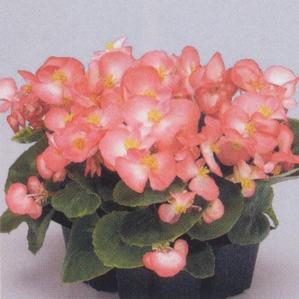 Ԃ̎icpjxSjAEZp[t[X Ηt F1Xvg ubV 1000 ybgq ^LCci[֔j