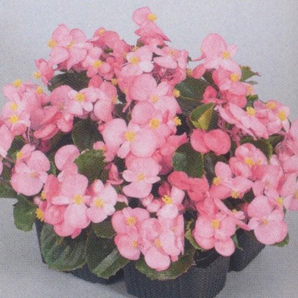 Ԃ̎icpjxSjAEZp[t[X Ηt F1Xvg vXsN 1000 ybgq ^LCci[֔j