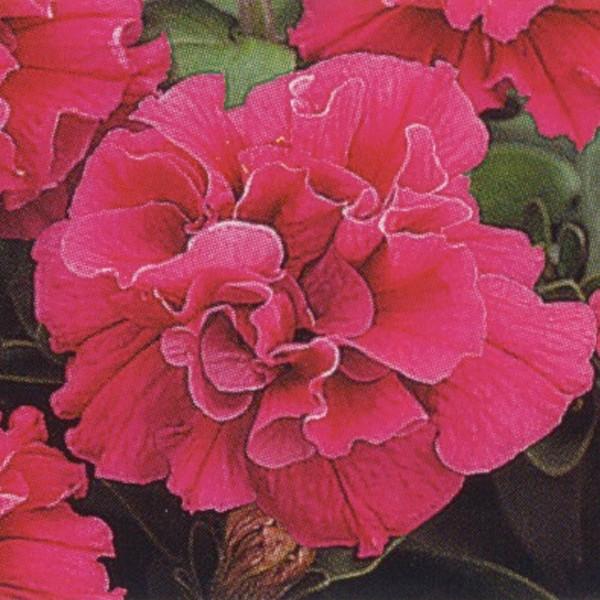 種 ペチュニア 八重の人気商品 通販 価格比較 価格 Com