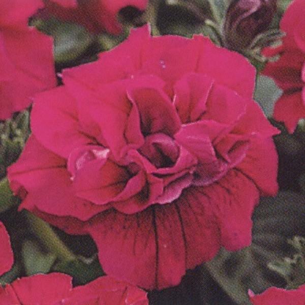 種 ペチュニア 八重の人気商品 通販 価格比較 価格 Com