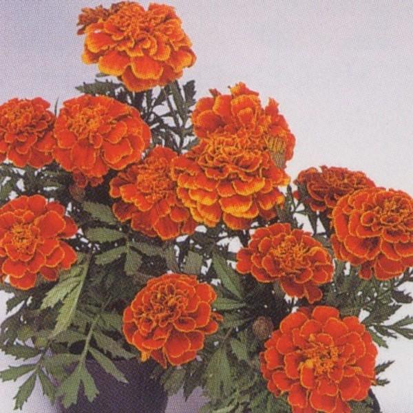 花の種（営利用）マリーゴールド フレンチ種 サファリ スカーレット 1l