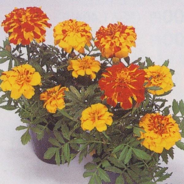 花の種 営利用 マリーゴールド フレンチ種 サファリ ボレロ 1dl タキイ種苗 メール便発送 Vg ベジタブルガーデン ハラダ 通販 Yahoo ショッピング