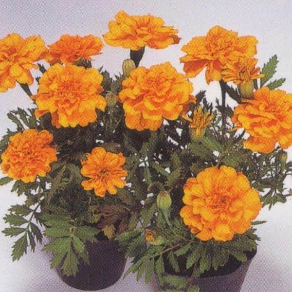 花の種（営利用）マリーゴールド フレンチ種 サファリ オレンジ 1l