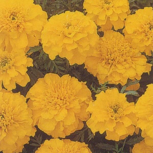 花の種（営利用）マリーゴールド ボナンザ イエロー 1000粒 タキイ種苗