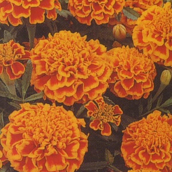 花の種（営利用）マリーゴールド ボナンザ フレーム 1000粒 タキイ種苗