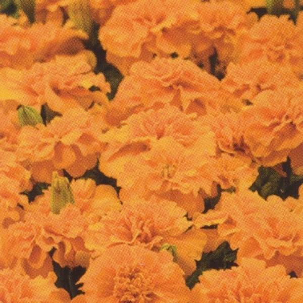 花の種（営利用）マリーゴールド リトルヒーロー オレンジ 20ml タキイ