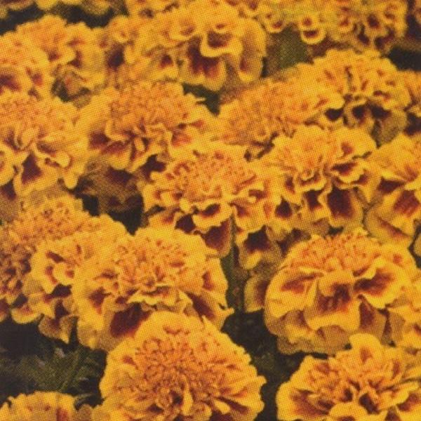 花の種（営利用）マリーゴールド リトルヒーロー ファイヤー 1dl×10 タキイ種苗