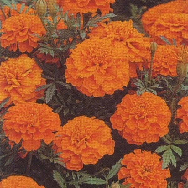 花の種 営利用 マリーゴールド オレンジ ボーイ 1l タキイ種苗 Nmcth Edu Index Php