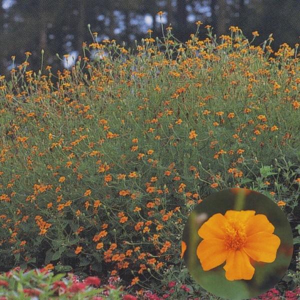 花の種 営利用 マリーゴールド フレンチ種 グランドコントロール 0g タキイ種苗 メール便発送 Vg ベジタブルガーデン ハラダ 通販 Yahoo ショッピング