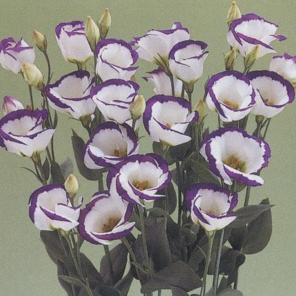 Ԃ̎icpjd炫nijF1oJ } 3000 ybgq ^LCci[֔j