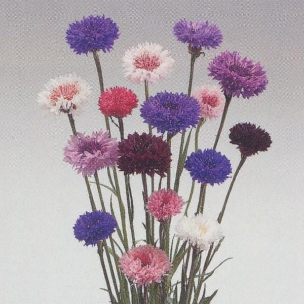 花の種（営利用）矢車草 八重咲き 混合 1dl タキイ種苗（メール便発送