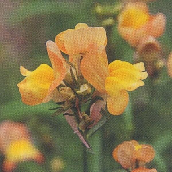 花の種 営利用 リナリア アプリコットウィズ イエローアイ グッピー 1ml タキイ種苗 メール便発送 Vg ベジタブルガーデン ハラダ 通販 Yahoo ショッピング