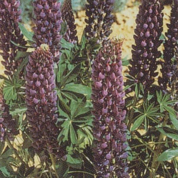 Ԃ̎icpjsiX M[ u[ 10ml ^LCci[֔j