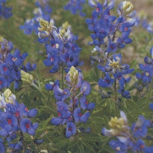 Ԃ̎icpjsiX P烋siX 1l ^LCci[֔j