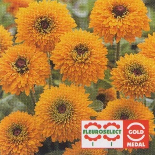 種 ルドベキアの人気商品 通販 価格比較 価格 Com