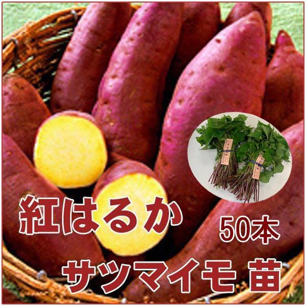 苗 紅はるかの人気商品・通販・価格比較 - 価格.com 苗 紅はるかの人気商品・通販・価格比較 - 価格.com