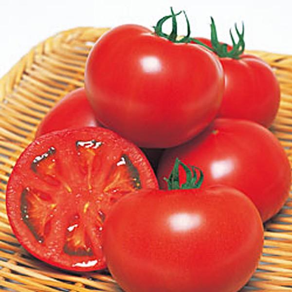 ؂̎/q YȂ݁Eg}g 20i[֔j^LCc