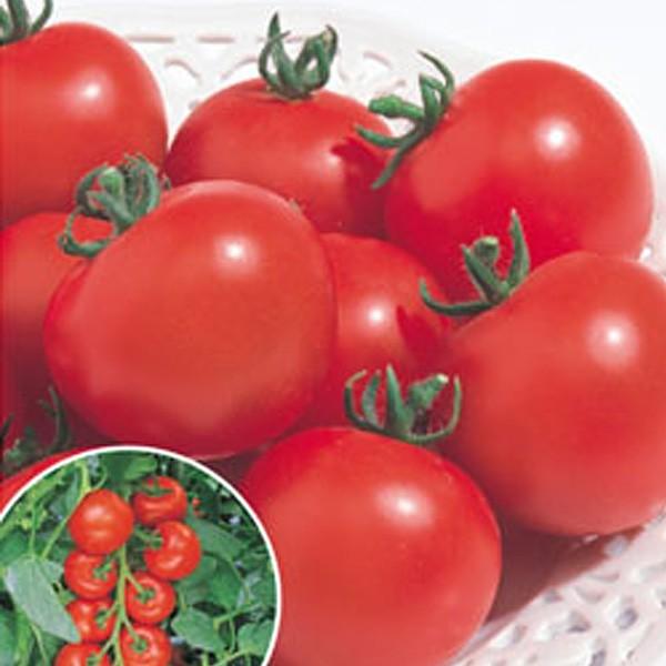 トマト出品 野菜の種/種子 ルイ60・トマト 16粒（メール便発送）タキイ種苗