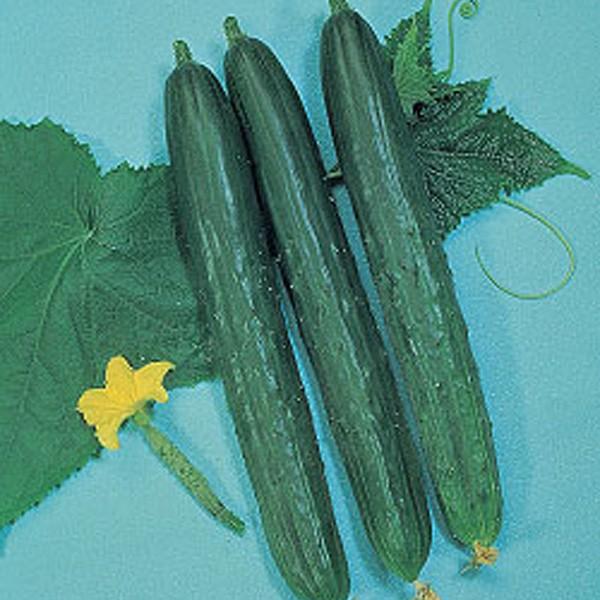 野菜の種 種子 青長系地這 キュウリ きゅうり 350粒 メール便発送 大袋 タキイ種苗 Vg ベジタブルガーデン ハラダ 通販 Yahoo ショッピング