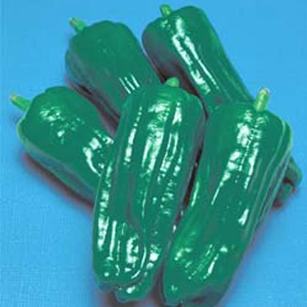野菜の種/種子 京みどり・ピーマン 1000粒（メール便発送/大袋）タキイ種苗