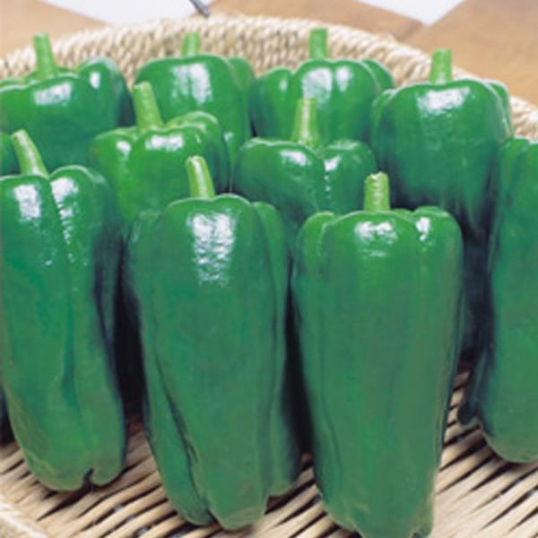 ؂̎/q ܂Es[} 22i[֔j^LCc