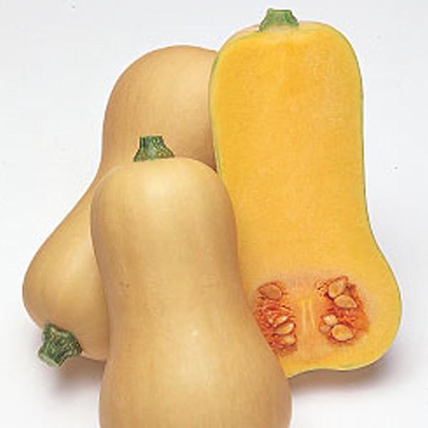 野菜の種/種子 バターナッツ・カボチャ かぼちゃ 100粒（メール便発送）タキイ種苗