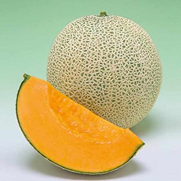 ؂̎/q mn[gE 100i[֔/܁j^LCc