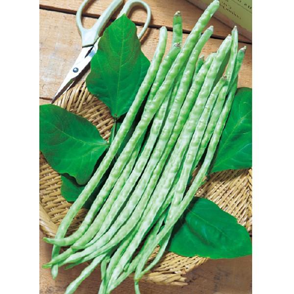 野菜の種/種子 黒種三尺大長・ささげ 25ml（メール便発送）タキイ種苗