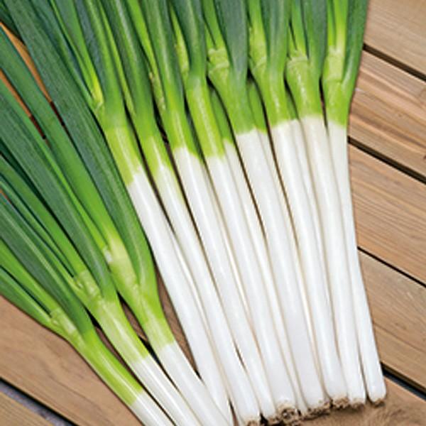 ؂̎/q ĈꕶE˂ 1dlܓi܁j^LCc