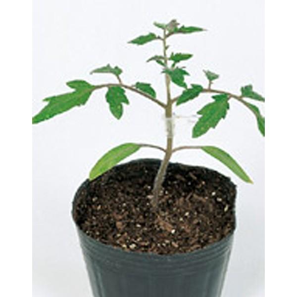 ؂̎/q ubNE؃g}g 1000 vC}bNXqi܁jTJ^̃^l c