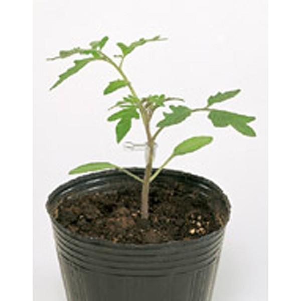 ؂̎/q }OlbgE؃g}g 1000 vC}bNXqi܁jTJ^̃^l c