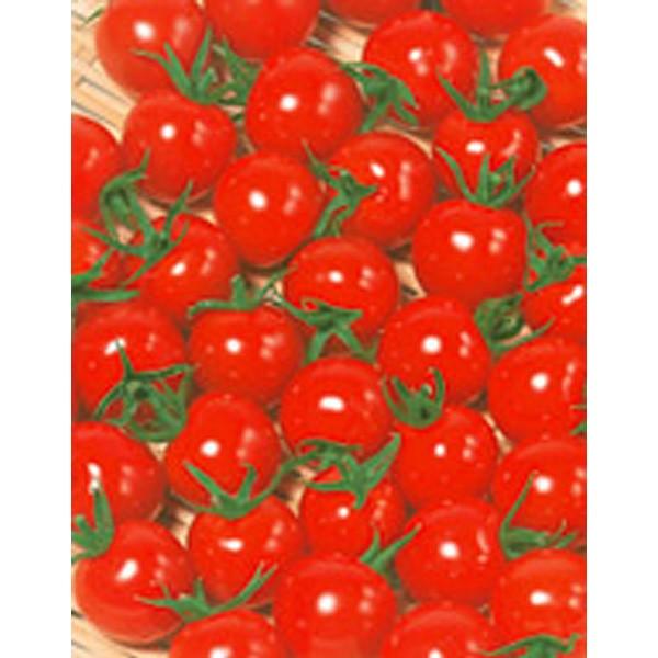 野菜の種 種子 キャロル10 ミニトマト 1000粒 プライマックス種子 大袋 サカタのタネ 種苗 Purrworld Com