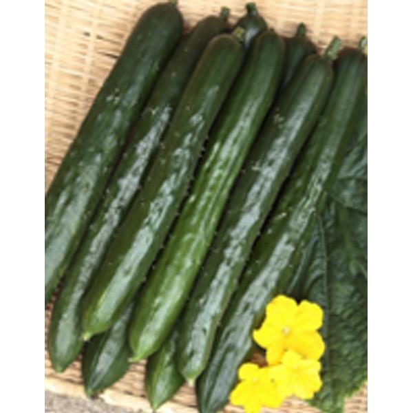 野菜の種/種子 ずーっととれるキュウリ・キュウリ きゅうり 約18粒（メール便発送）サカタのタネ 種苗