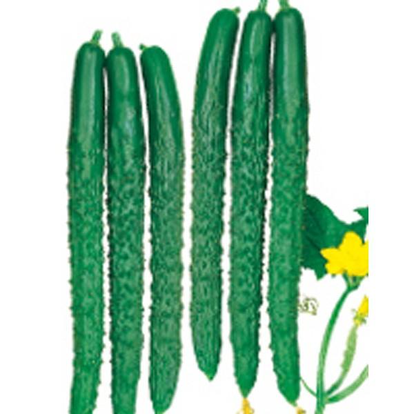 ؂̎/q Ă񂲁ELE イ 18i[֔jTJ^̃^l c