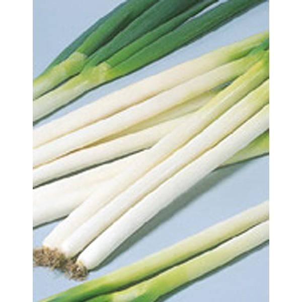 ネギ　冬扇シオン　6000粒　3袋　有効期限９月 ネギ 冬扇シオン 6000粒 3袋 有効期限9月 ネギ】冬扇シオン