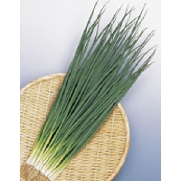 ؂̎/q |E˂ 2dli܁jTJ^̃^l c