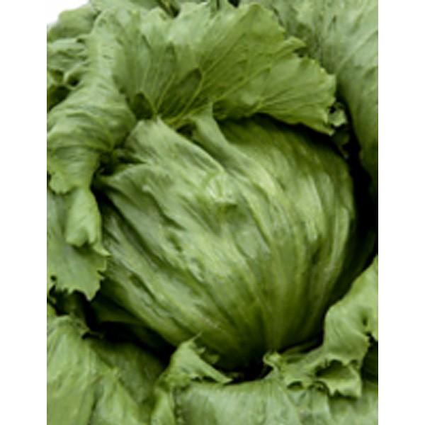 ؂̎/q C^[ZvgE^X 5000ʓ ybgqi܁jTJ^̃^l c