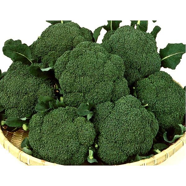 野菜の種/種子 サマードーム・ブロッコリー 2000粒（大袋）サカタの