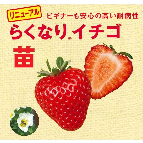 苗 イチゴ苗の人気商品・通販・価格比較 - 価格.com 苗 イチゴ苗の人気商品・通販・価格比較 - 価格.com