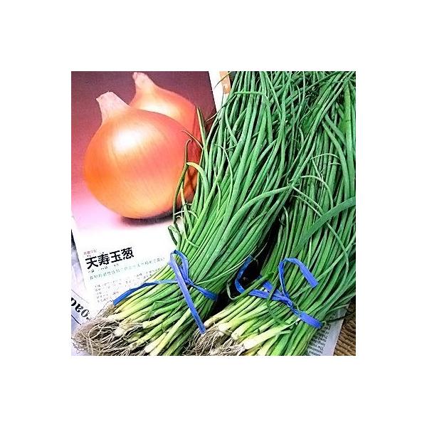 ؂̕c Ӑ VʔKEʂ˂c ^}lM Ȗ500{