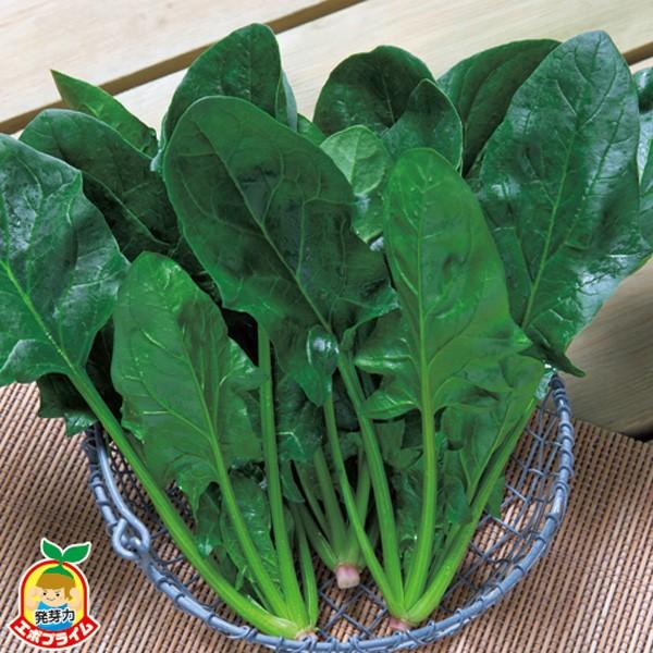 ほうれんそうページ 知る・楽しむ [ほうれんそうの豆知識] / サラダカフェ Salad Cafe