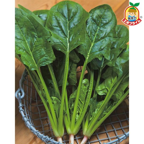 野菜の種/種子 伸兵衛（しんべえ）ほうれんそう ホウレンソウ 法蓮草