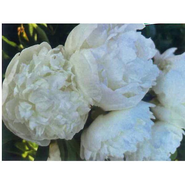 花の苗 芍薬 開花見込 1ポット 21cmポット 7号 鉢植え 花壇 チェダーチーズ 4月中旬より順次発送 Vg ベジタブルガーデン ハラダ 通販 Yahoo ショッピング