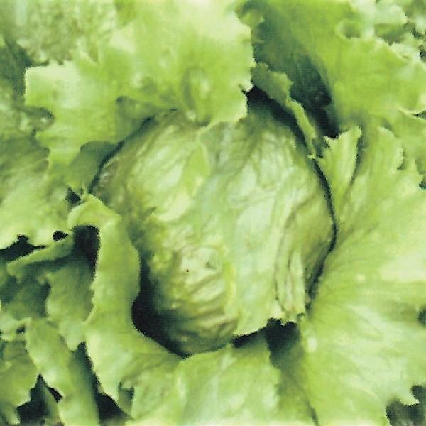 野菜の種 種子 ラスター Uc 047 レタス コート5000粒 大袋 Vg ベジタブルガーデン ハラダ 通販 Yahoo ショッピング
