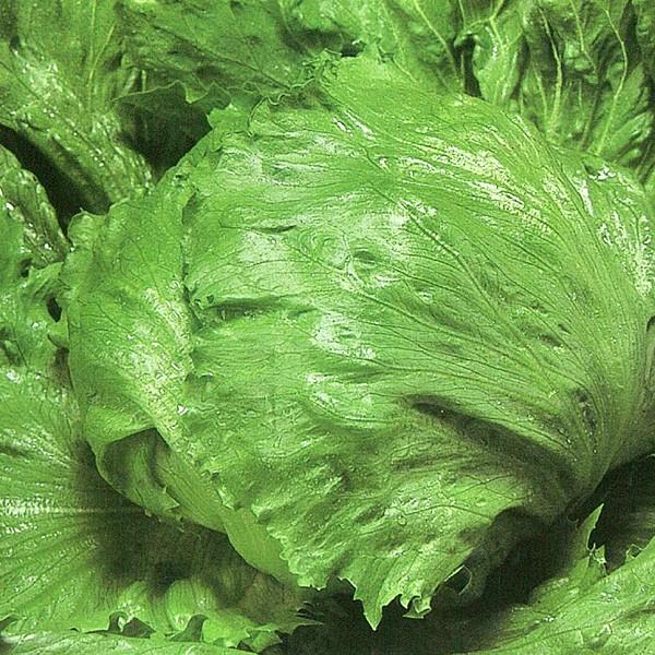 種 野菜 レタスの人気商品・通販・価格比較 - 価格.com 種 野菜 レタスの人気商品・通販・価格比較 - 価格.com