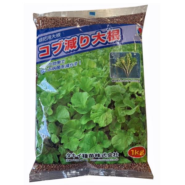 土壌中で休眠している根こぶ病菌の休眠胞子を覚まさせ、当品種の根毛に感染させるが、皮層に感染できずに菌密度減少効果が期待できます。根が肥大しないタイプのダイコンで、すき込み後の雑菌繁殖が軽減できます。播種量；3〜4kg/10a播種期冷涼地：4...
