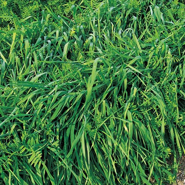 種 ヘアリーベッチの人気商品 通販 価格比較 価格 Com