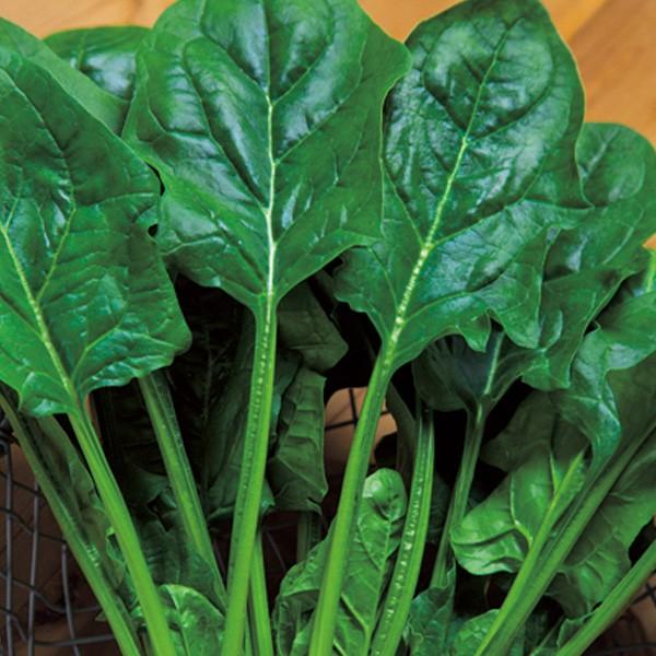 野菜の種 種子 伸兵衛 ほうれんそう エボプライム種子3万粒 大袋 タキイ種苗 Vg ベジタブルガーデン ハラダ 通販 Yahoo ショッピング