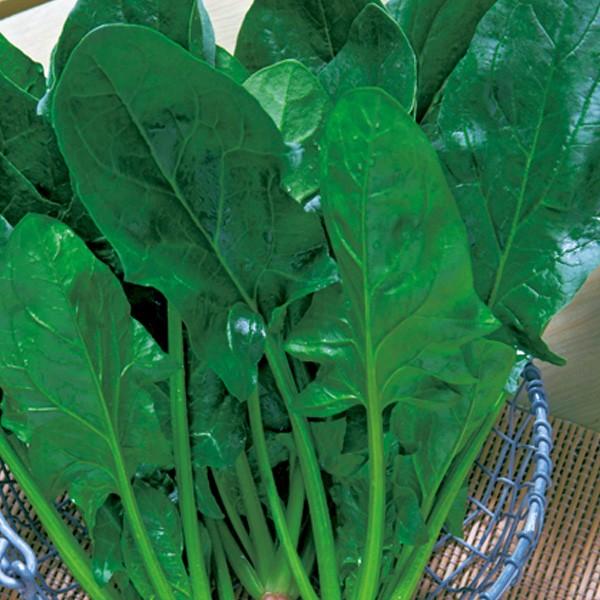 野菜の種/種子 福兵衛(ふくべえ) ほうれんそう エボプライム種子3万粒（大袋）タキイ種苗